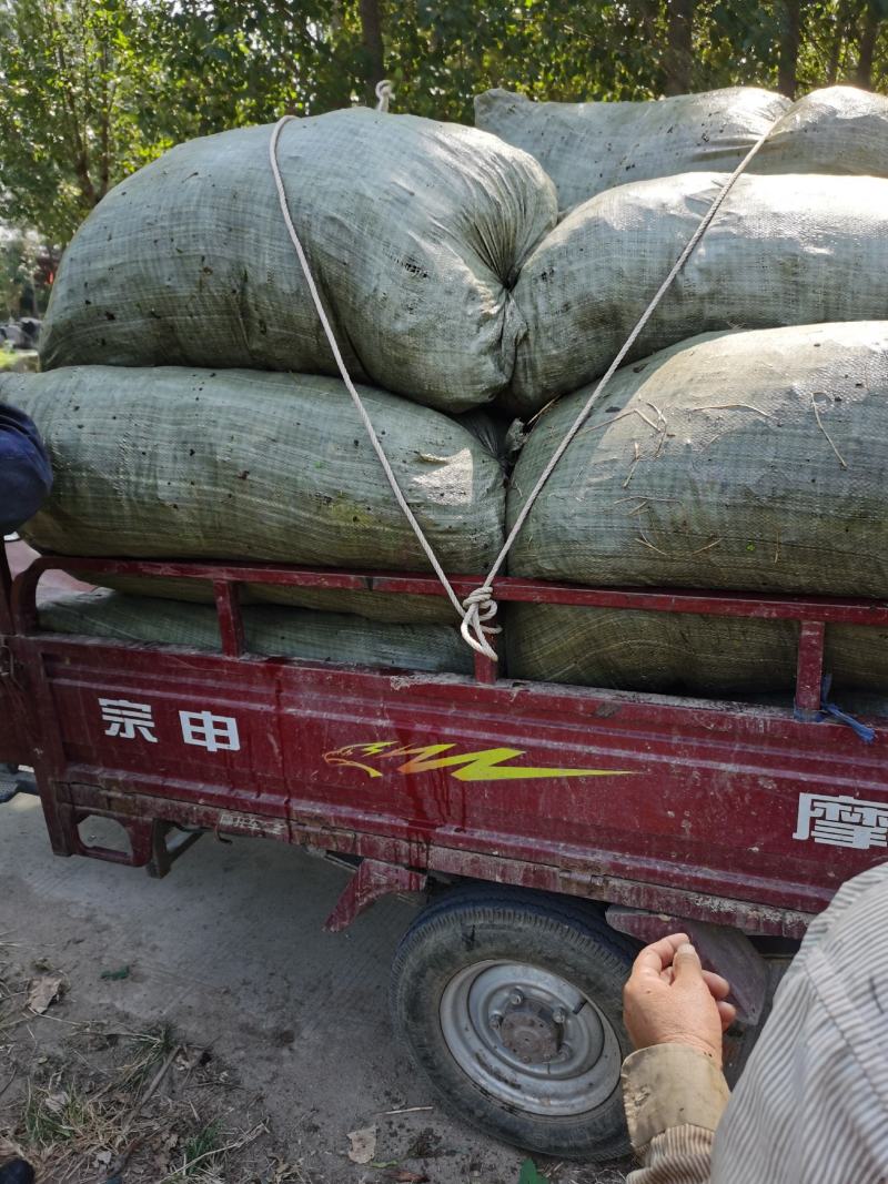 荇菜：上货，袋装质量高成活好，一手货源，微山湖直供