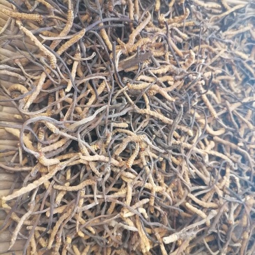 冬虫夏草直销点果洛小草