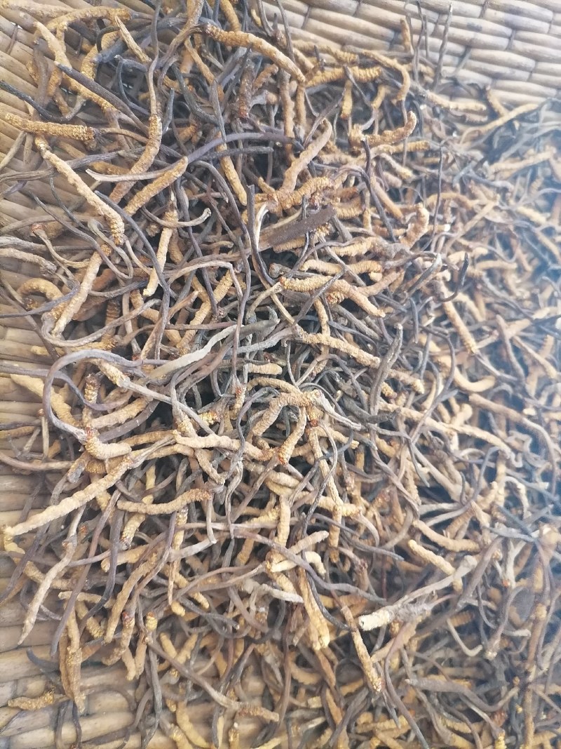 冬虫夏草直销点果洛小草