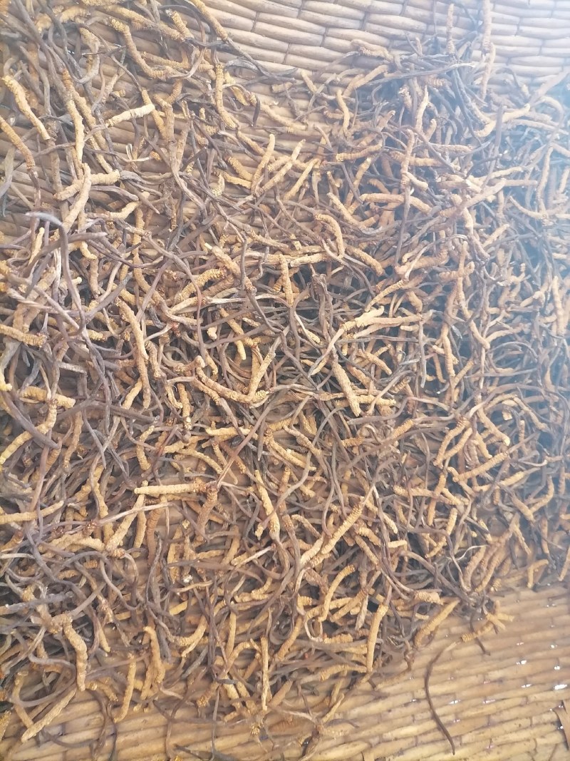 冬虫夏草直销点果洛小草