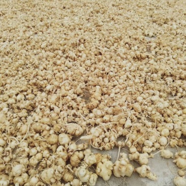 云南香格里拉，，珠子参干货