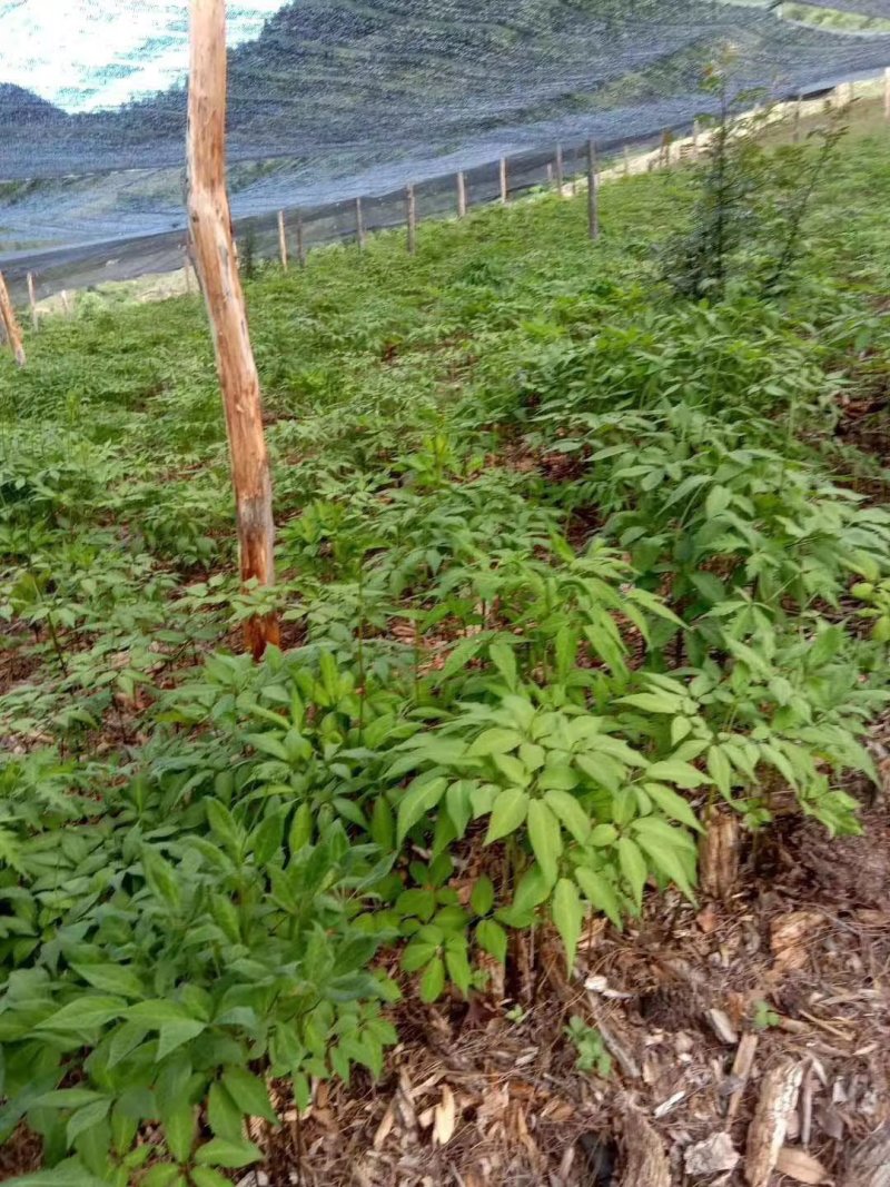 云南香格里拉，，珠子参干货