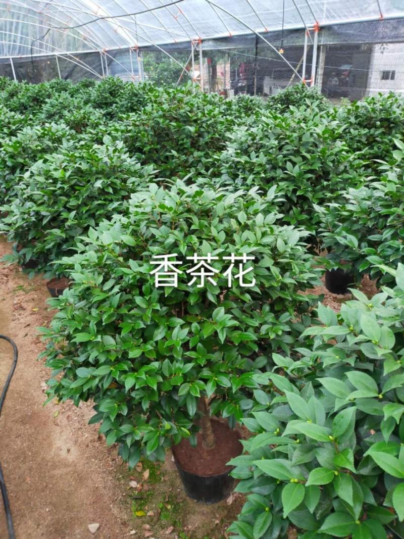 茶花盆栽带花苞四季树苗山茶花苗室内植物好养五色赤丹浓香型