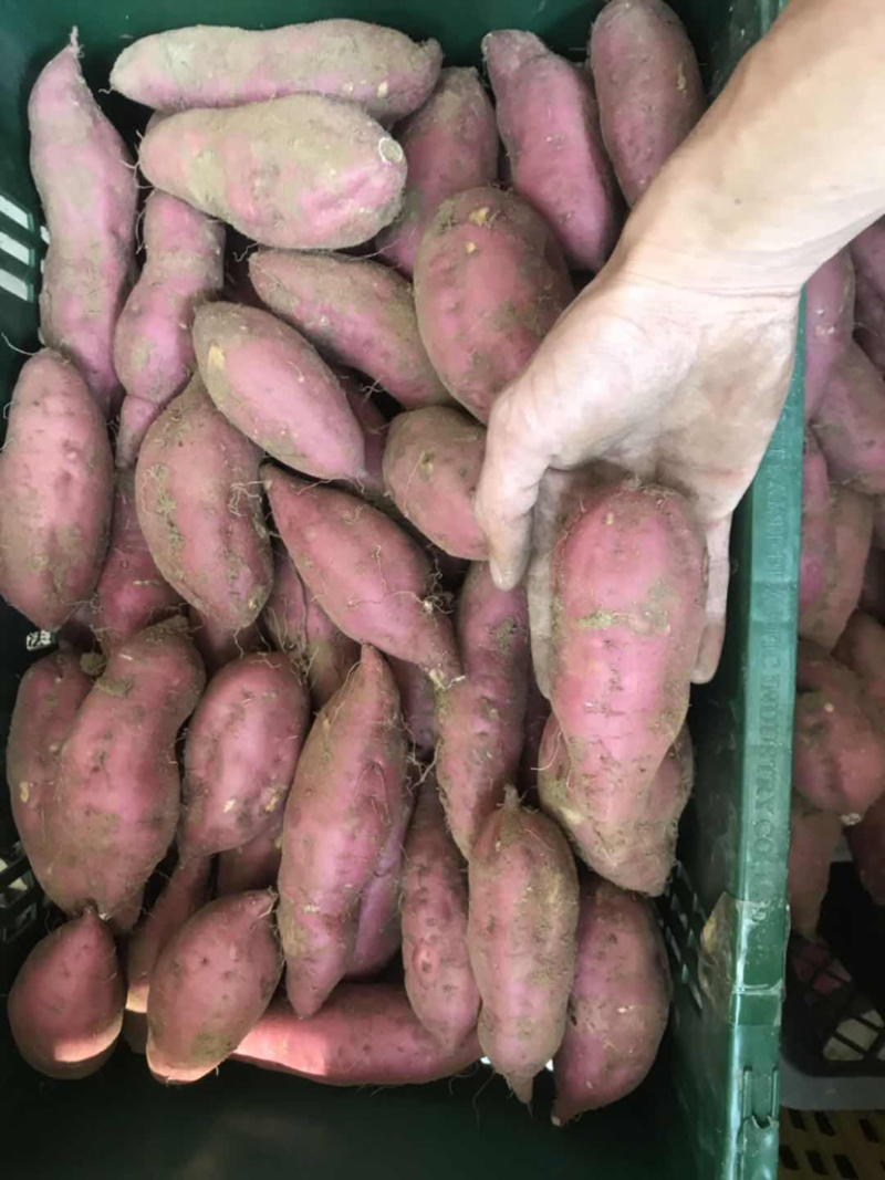 海南板栗地瓜桥头富硒地瓜产地种植量大从优