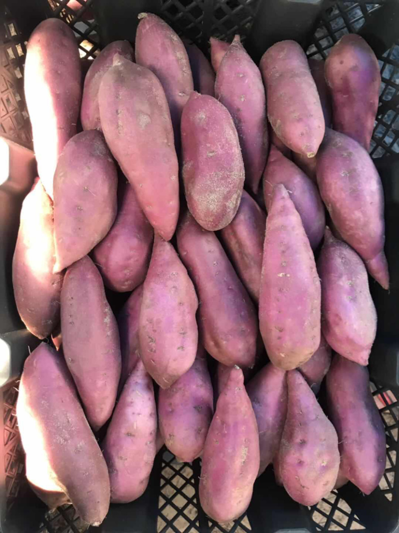 海南板栗地瓜桥头富硒地瓜产地种植量大从优