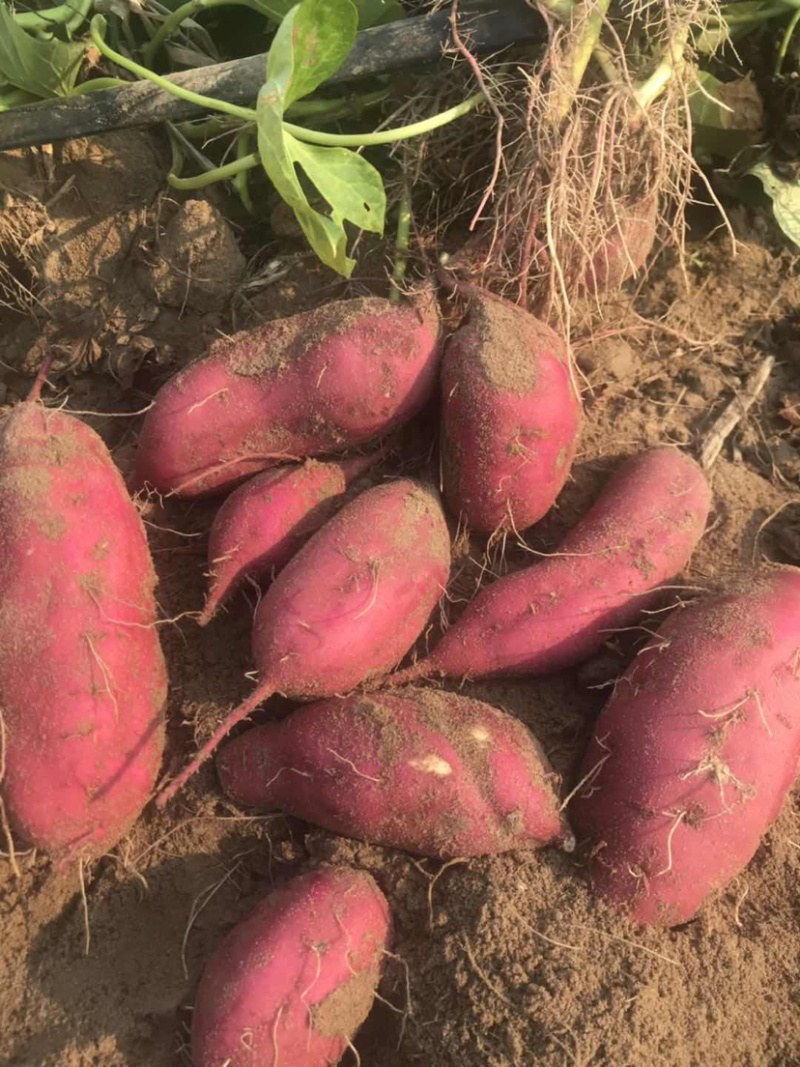 海南板栗地瓜桥头富硒地瓜产地种植量大从优