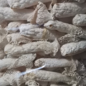 产地直销贵州红托竹荪大量干货鲜货