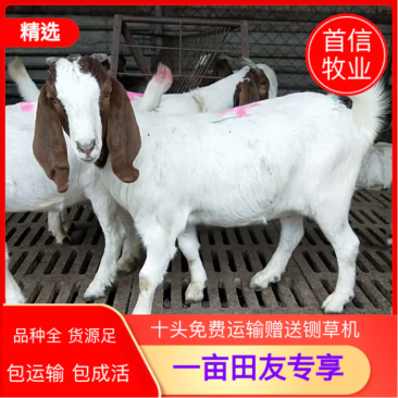 【买十送一】纯种波尔山羊小羊羔怀孕波尔山羊享受补贴