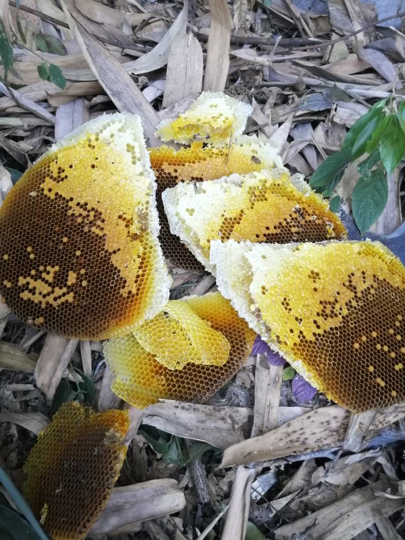 广东冬蜜，每座山的蜜糖都不一样