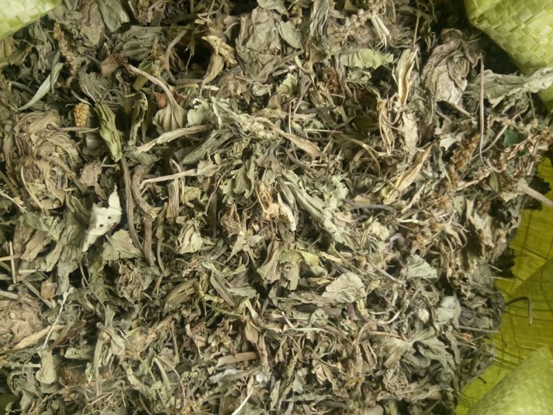 车前草产地直供可搭配多品种采购大货联系客服