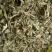 车前草产地直供可搭配多品种采购大货联系客服