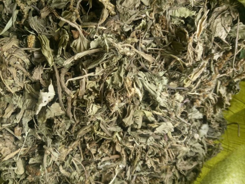 车前草产地直供可搭配多品种采购大货联系客服