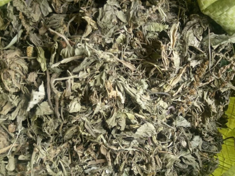 车前草产地直供可搭配多品种采购大货联系客服