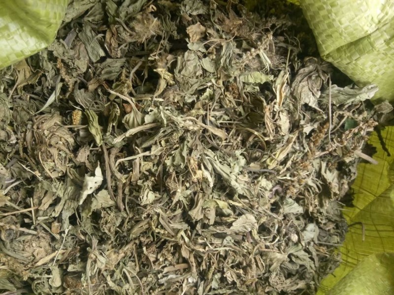 车前草产地直供可搭配多品种采购大货联系客服