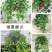 常春藤盆栽植物室内除吸去甲醛净化空气垂吊兰好养四季常青藤