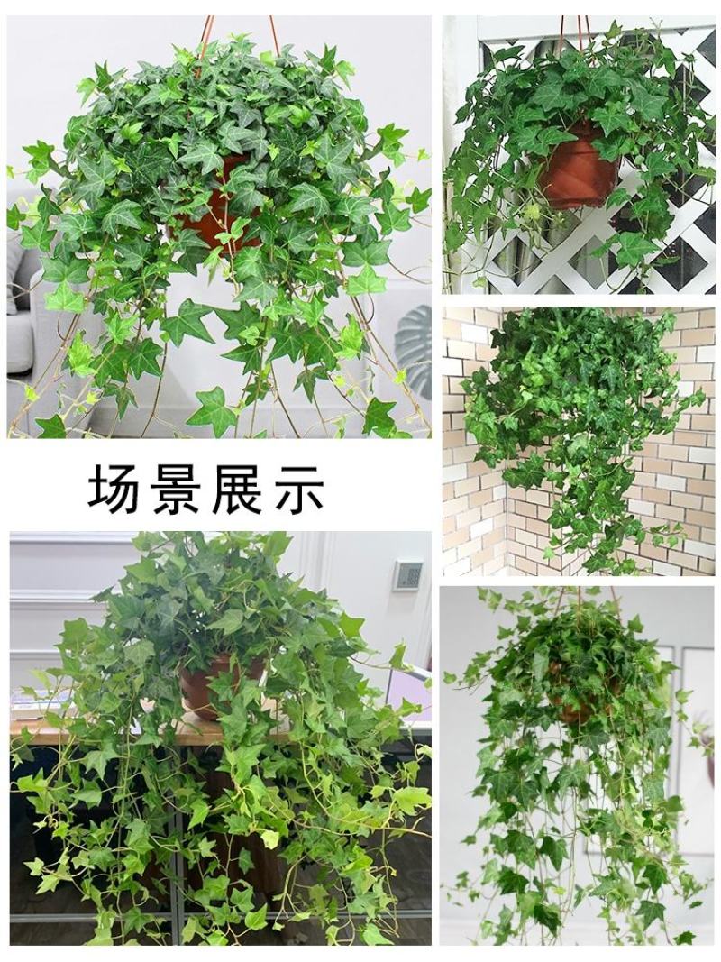 常春藤盆栽植物室内除吸去甲醛净化空气垂吊兰好养四季常青藤
