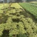 常春藤盆栽植物室内除吸去甲醛净化空气垂吊兰好养四季常青藤