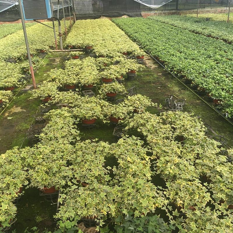 常春藤盆栽植物室内除吸去甲醛净化空气垂吊兰好养四季常青藤