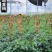 常春藤盆栽植物室内除吸去甲醛净化空气垂吊兰好养四季常青藤