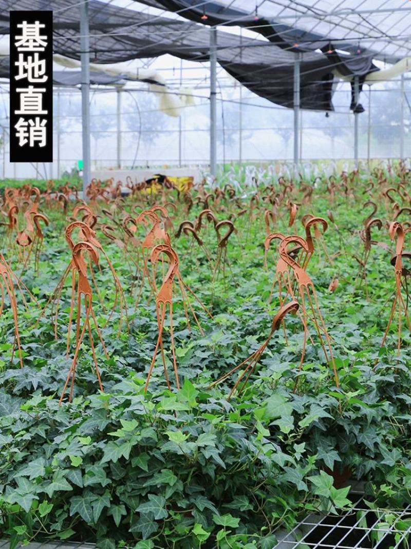 常春藤盆栽植物室内除吸去甲醛净化空气垂吊兰好养四季常青藤