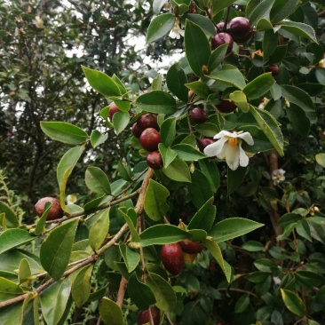 四川大凉山野生油茶籽