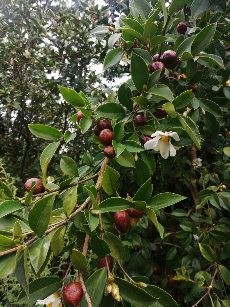 四川大凉山野生油茶籽
