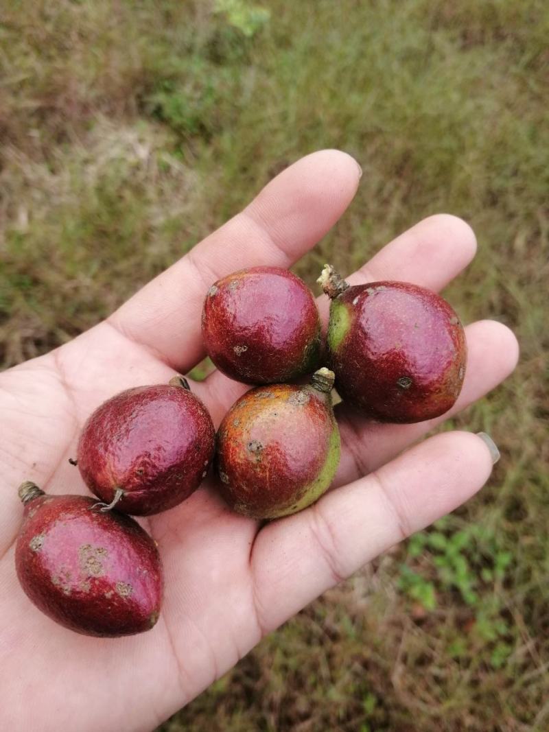 四川大凉山野生油茶籽