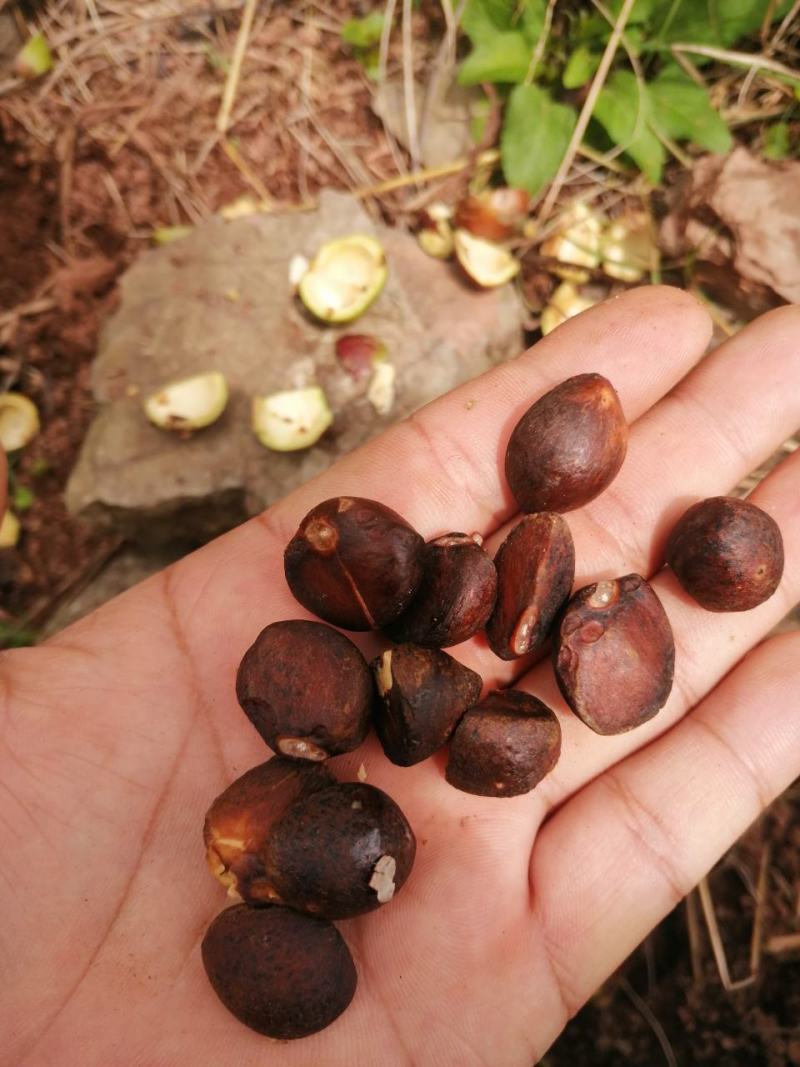 四川大凉山野生油茶籽