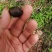 四川大凉山野生油茶籽