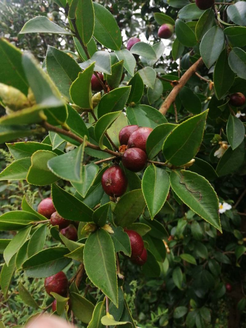 四川大凉山野生油茶籽