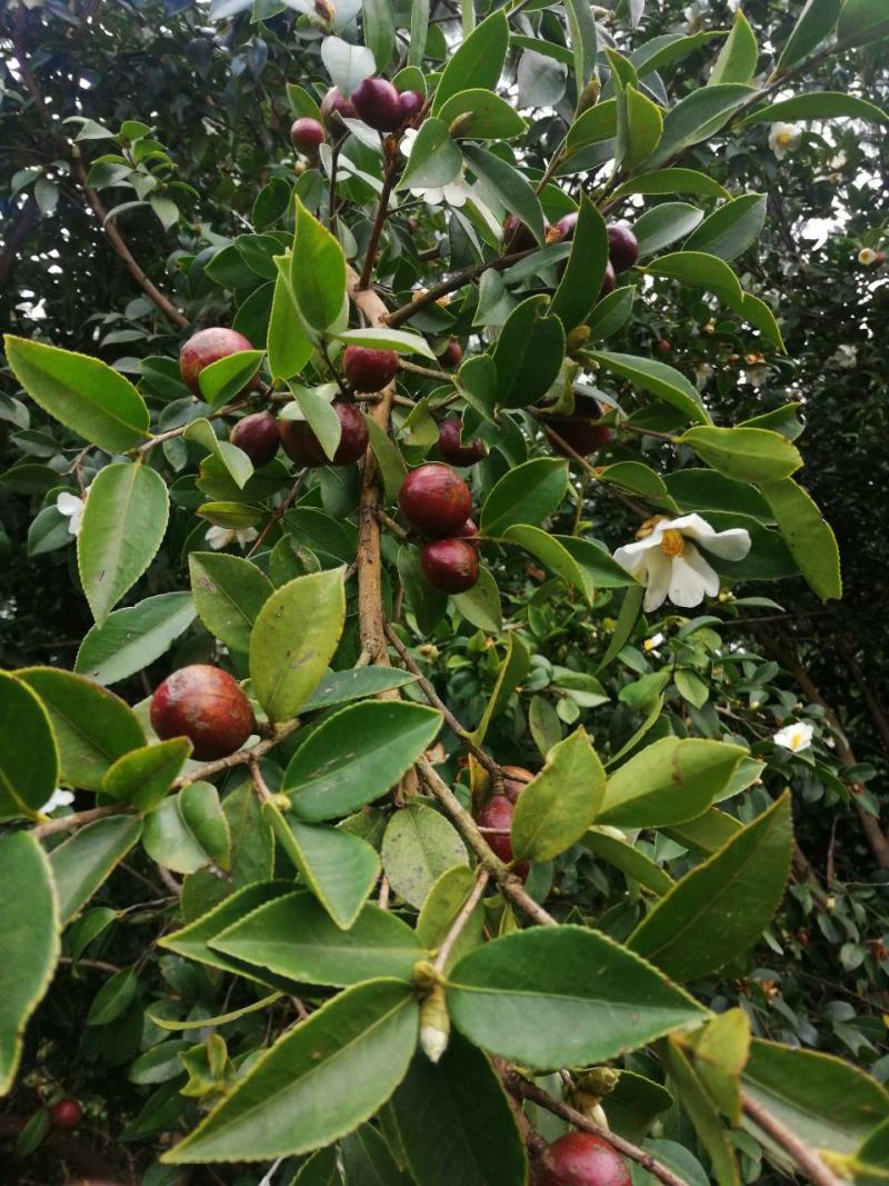 四川大凉山野生油茶籽