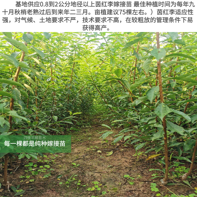 【原产地供应】四川茵红李子树苗半边红李子苗现挖纯正包邮