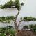 正宗长叶，米叶，珍珠罗汉松盆景