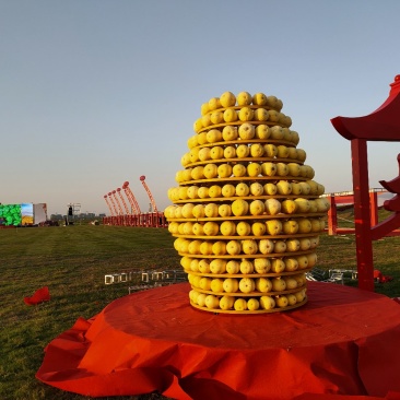 泗县金丝绞瓜，以诚信求发展，欢迎咨询