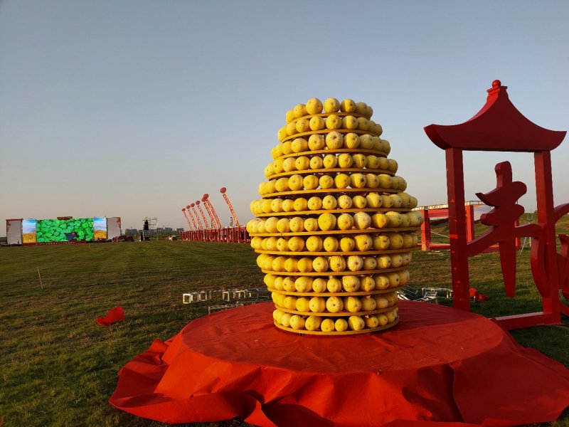 泗县金丝绞瓜，以诚信求发展，欢迎咨询