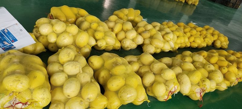 泗县金丝绞瓜，以诚信求发展，欢迎咨询