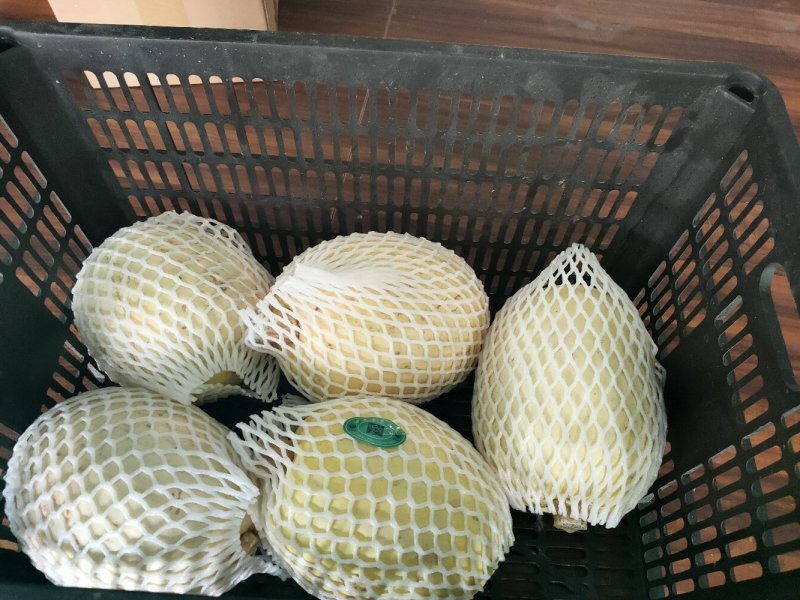 泗县金丝绞瓜，以诚信求发展，欢迎咨询