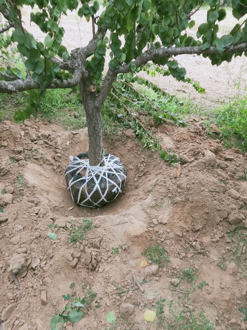 大量供应各种规格杏树