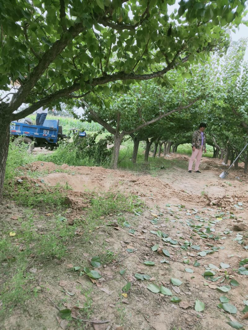 大量供应各种规格杏树
