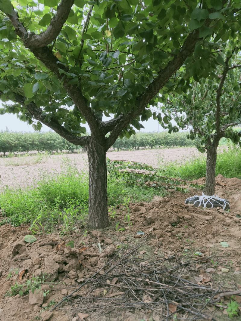 大量供应各种规格杏树