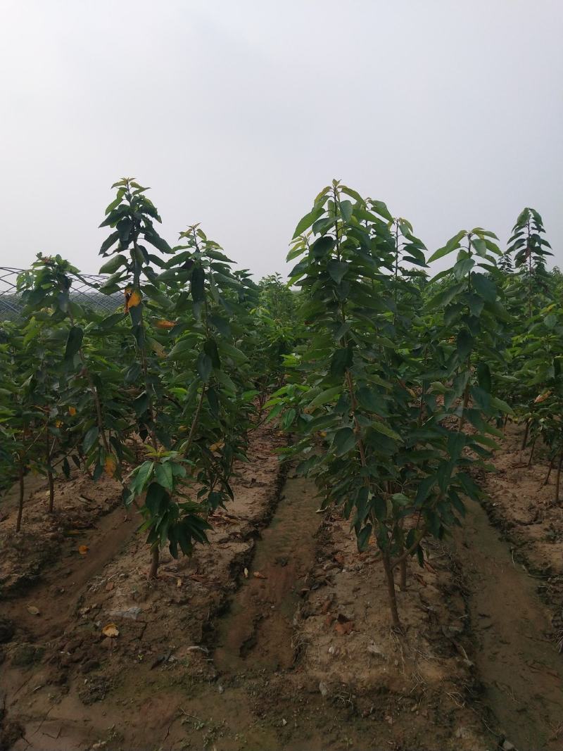 沙王樱桃苗批发奇早，美国大红，车厘子，吉塞拉樱桃苗