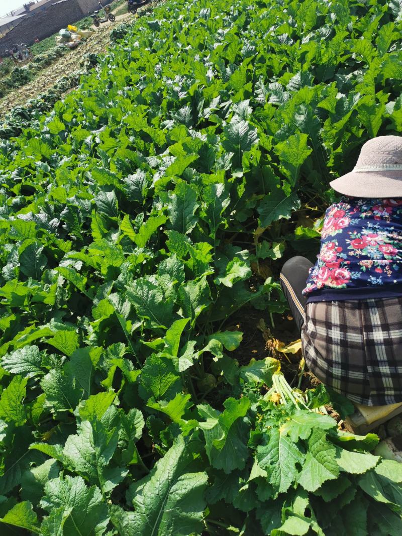 芥菜头文水县胡兰小镇R认证农产品产地直发