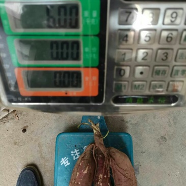 红薯商薯19。。。。。，