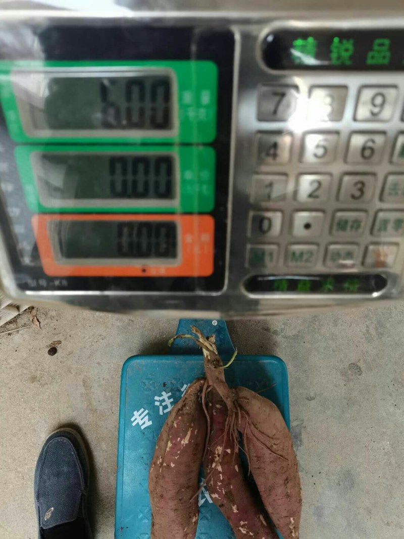 红薯商薯19。。。。。，