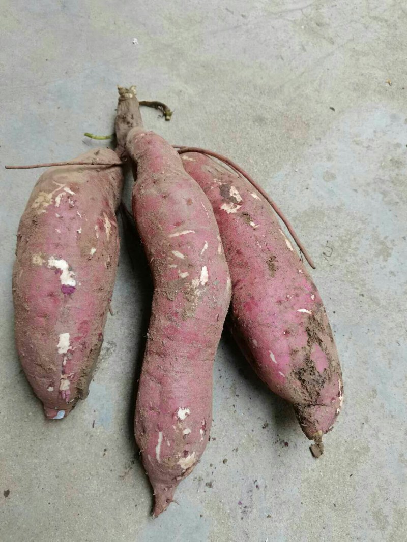 红薯商薯19。。。。。，