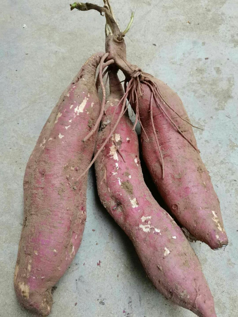 红薯商薯19。。。。。，