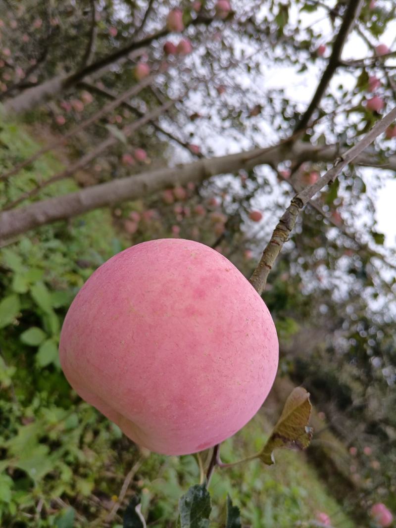 苹果基地直供大型超市批发市场