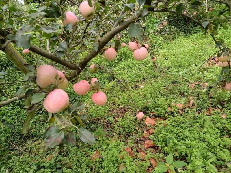 苹果基地直供大型超市批发市场