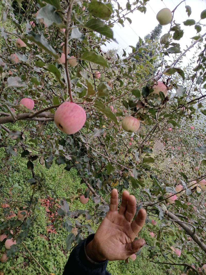 苹果基地直供大型超市批发市场