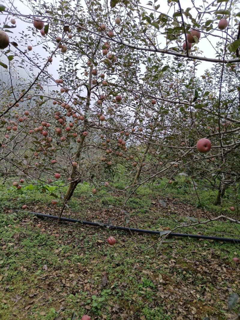 苹果基地直供大型超市批发市场